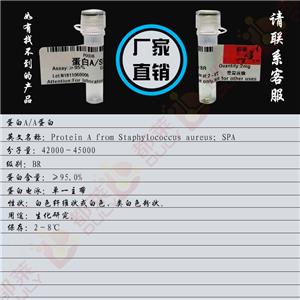 蛋白A,Protein A
