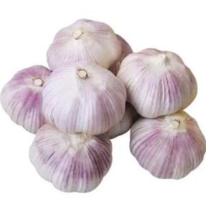 大蒜提取物,garlic extract