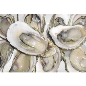 牡蛎提取物,Oyster extract