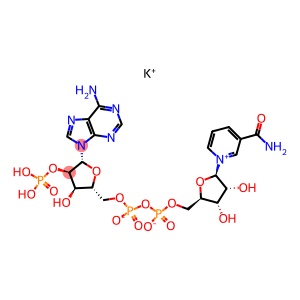 氧化型辅酶II 钾盐,NADP-K