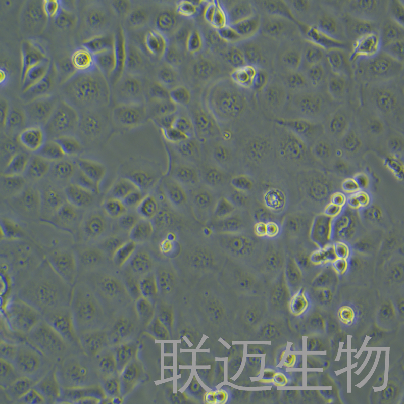 SF763细胞（脑瘤细胞）LM8C0437,SF763