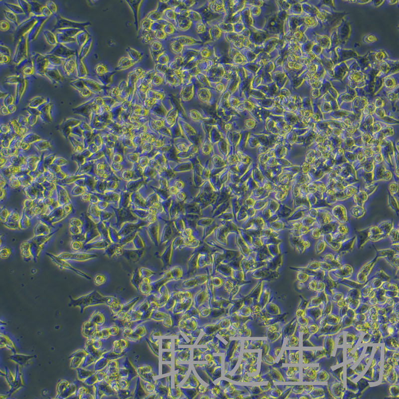 SK-CO-1细胞（结直肠腺癌细胞）LM8C0439,SK-CO-1