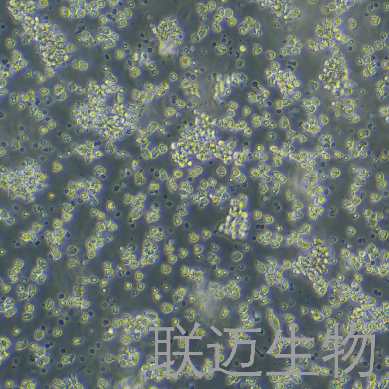DT40细胞（鸡淋巴瘤细胞）LM8C0555,DT40