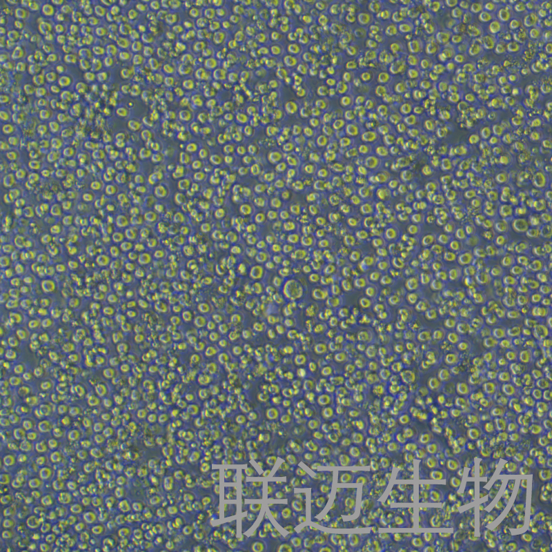 COLO205细胞（结肠癌细胞STR鉴定正确）LM8C0066,COLO205