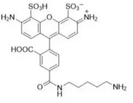 Alexa Fluor 488 尸胺,AF488 Cadaverine