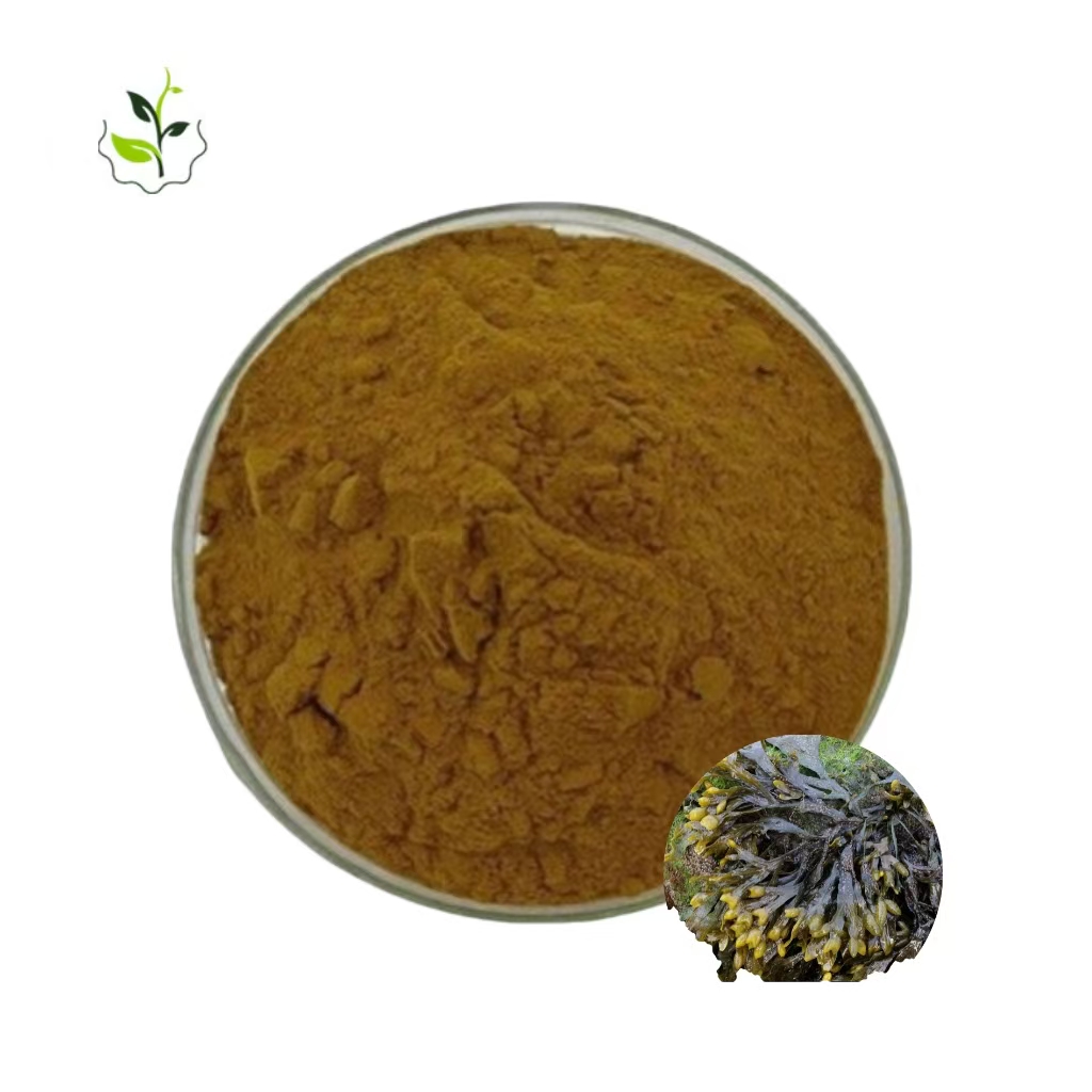 褐藻提取物,Brown Seaweed powder