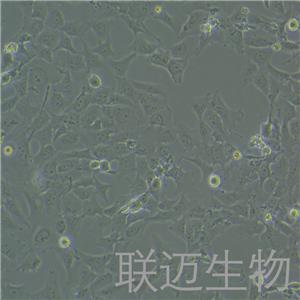 HCC38细胞（乳腺导管癌细胞）LM8C0347