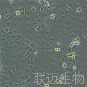 SF763细胞（脑瘤细胞）LM8C0437