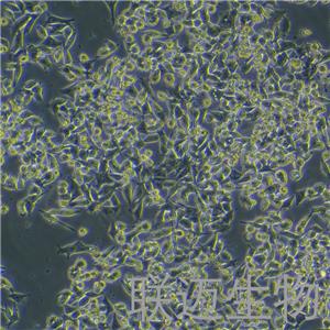 SK-CO-1细胞（结直肠腺癌细胞）LM8C0439,SK-CO-1