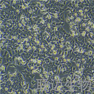 BIU-87细胞（膀胱癌细胞STR鉴定正确）LM8C0035