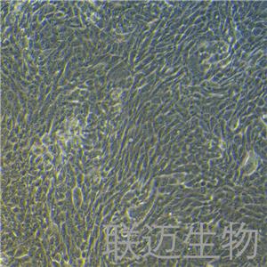 CFPAC-1细胞（胰腺癌细胞STR鉴定正确）LM8C0059,CFPAC-1