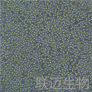 COLO205细胞（结肠癌细胞STR鉴定正确）LM8C0066