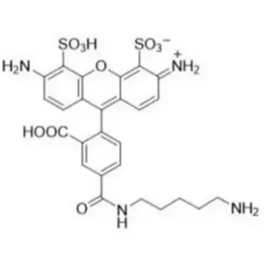 Alexa Fluor 488 尸胺,AF488 Cadaverine