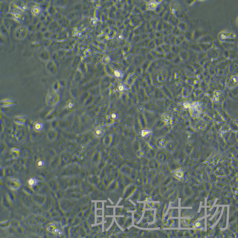 RWPE-1细胞（正常前列腺上皮细胞）LM8C0200,RWPE-1