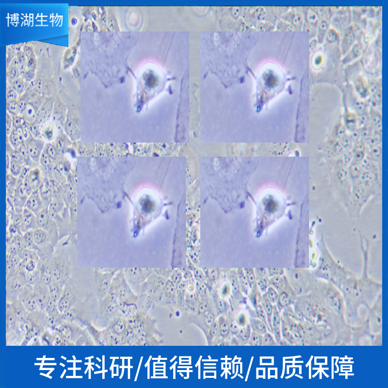 Duck embryo鸭胚胎成纤维细胞,Duck embryo