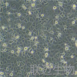 HCC1937细胞（乳腺癌细胞STR鉴定正确）LM8C0093