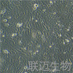 SK-MES-1细胞（肺鳞癌细胞STR鉴定正确）LM8C0213