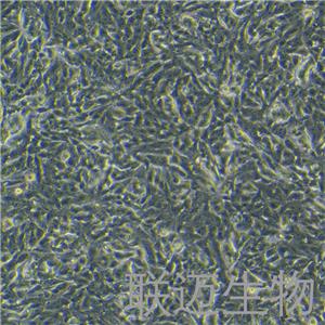 SH-SY5Y[SHSY-5Y]细胞（神经母细胞瘤细胞STR鉴定正确）LM8C0208,SH-SY5Y[SHSY-5Y]