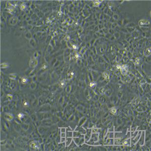 RWPE-1细胞（正常前列腺上皮细胞）LM8C0200,RWPE-1