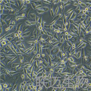 PC-3细胞（前列腺癌细胞STR鉴定正确）LM8C0185