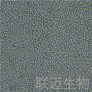 THP-1细胞（单核细胞白血病STR鉴定正确）LM8C0233