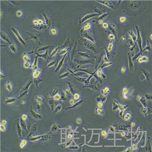 MDA-MB-231细胞（乳腺癌细胞STR鉴定正确）LM8C0150
