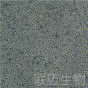 K-562[K562]细胞（慢性髓原白血病细胞STR鉴定正确）LM8C0130