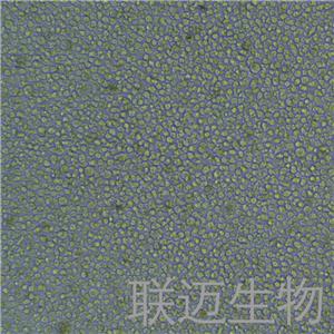 KG-1细胞（急性骨髓性白血病细胞STR鉴定正确）LM8C0132