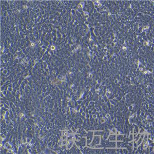 HT-29细胞（结肠癌细胞STR鉴定正确）LM8C0118