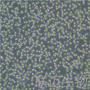 HL-60细胞（原髓细胞白血病细胞STR鉴定正确）LM8C0110