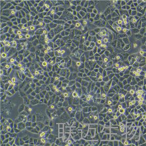 MDA-MB-468细胞（乳腺癌细胞STR鉴定正确）LM8C0290