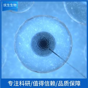 荧光素酶/GFP标记的人卵巢癌细胞;OVCAR3-Luc-GFP,OVCAR3-Luc-GFP