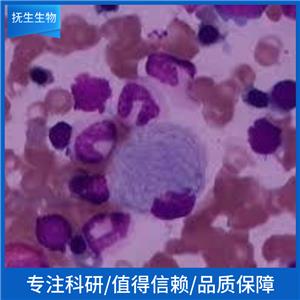 荧光素酶标记的人皮肤黑色素瘤细胞;SK-MEL-1-Luc,SK-MEL-1-Luc