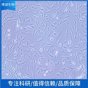 NCI-H2228人肺癌细胞,NCI-H2228