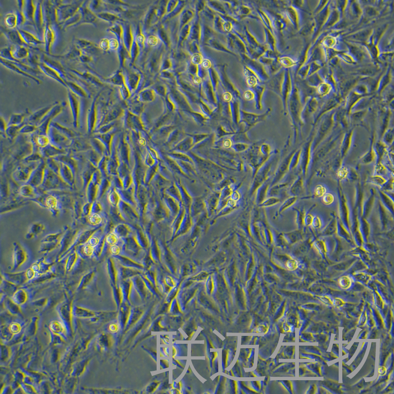 L6细胞（大鼠成肌细胞）LM8C0136,L6