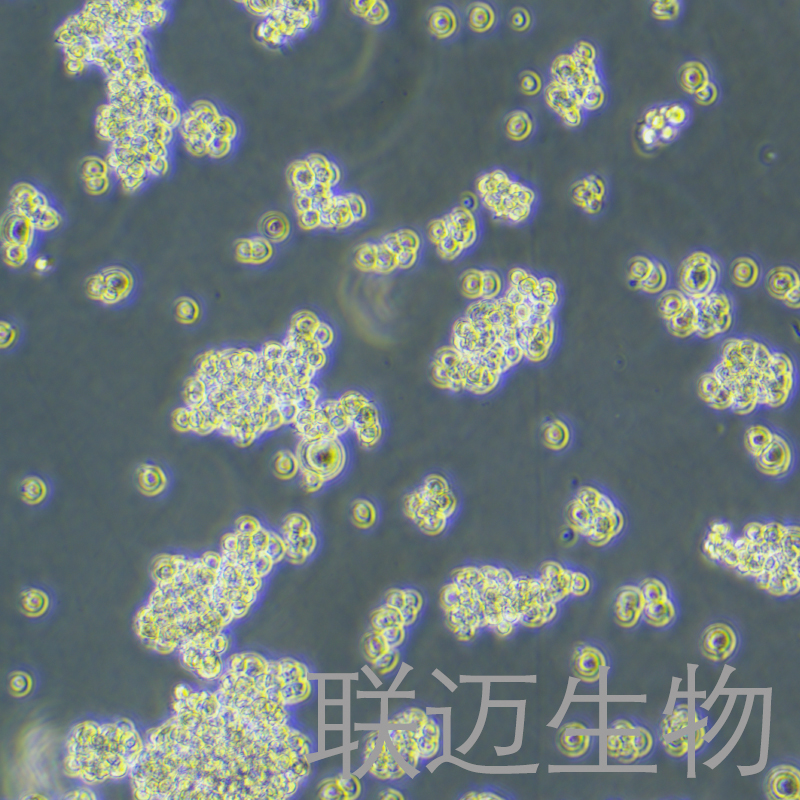 NR8383[AgC11x3A;NR8383.1]细胞（大鼠肺泡巨噬细胞）LM8C0172,NR8383[AgC11x3A;NR8383.1]