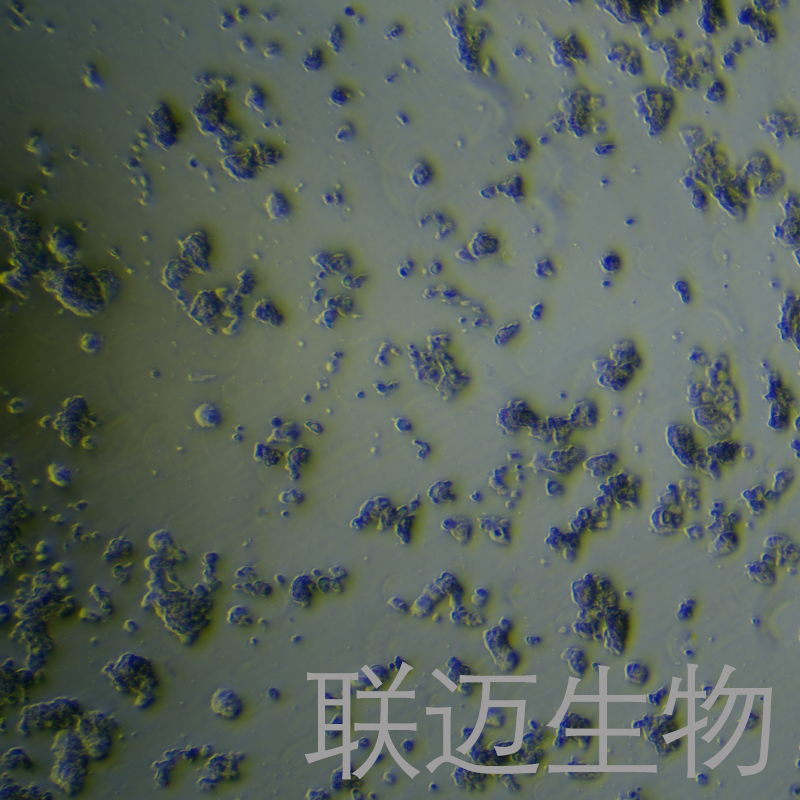 PC-12细胞（大鼠肾上腺嗜铬细胞瘤细胞未分化）LM8C0412,PC-12