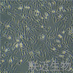 L6细胞（大鼠成肌细胞）LM8C0136