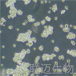 NR8383[AgC11x3A;NR8383.1]细胞（大鼠肺泡巨噬细胞）LM8C0172,NR8383[AgC11x3A;NR8383.1]