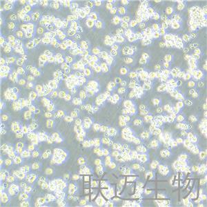 EL4细胞（小鼠淋巴瘤细胞）LM8C0078