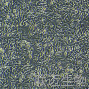 TM3细胞（小鼠睾丸间质细胞）LM8C0234