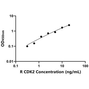 CDK2 ELISA KIT / 大鼠周期素依赖性激酶2 ELISA试剂盒