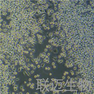 J774A.1细胞（小鼠单核巨噬细胞）LM8C0370