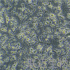 K7M2wt[K7M2-WT]细胞（小鼠骨肉瘤成骨细胞）LM8C0371