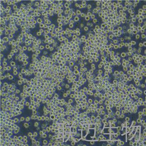 AE-2细胞（小鼠杂交瘤细胞抗AChE）LM8C0472