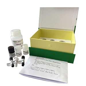辅酶ⅡNADP(H)含量测定试剂盒/分光光度法/24样,NADP H ELISA KIT