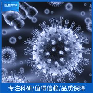 MonoMac6人急性单核细胞白血病细胞