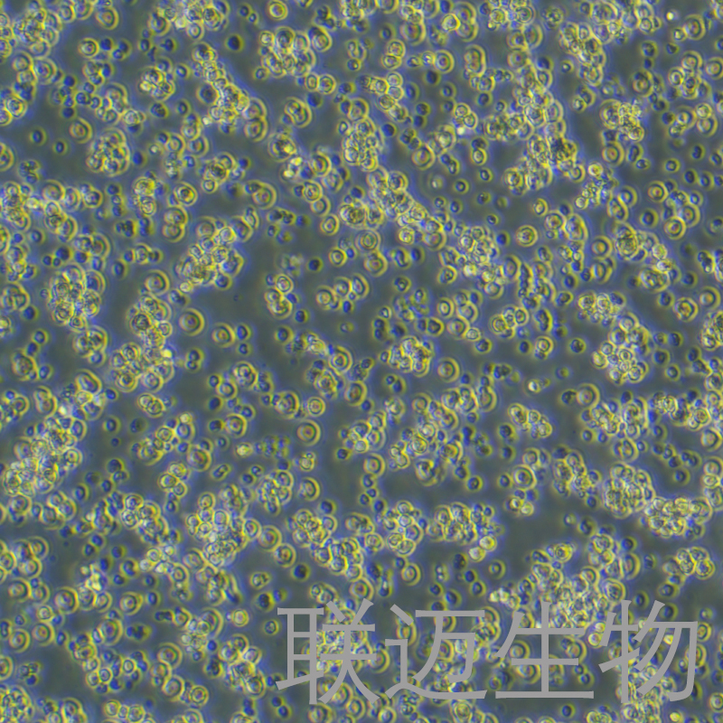 MH-S细胞（小鼠肺泡巨噬细胞）LM8C0597,MH-S