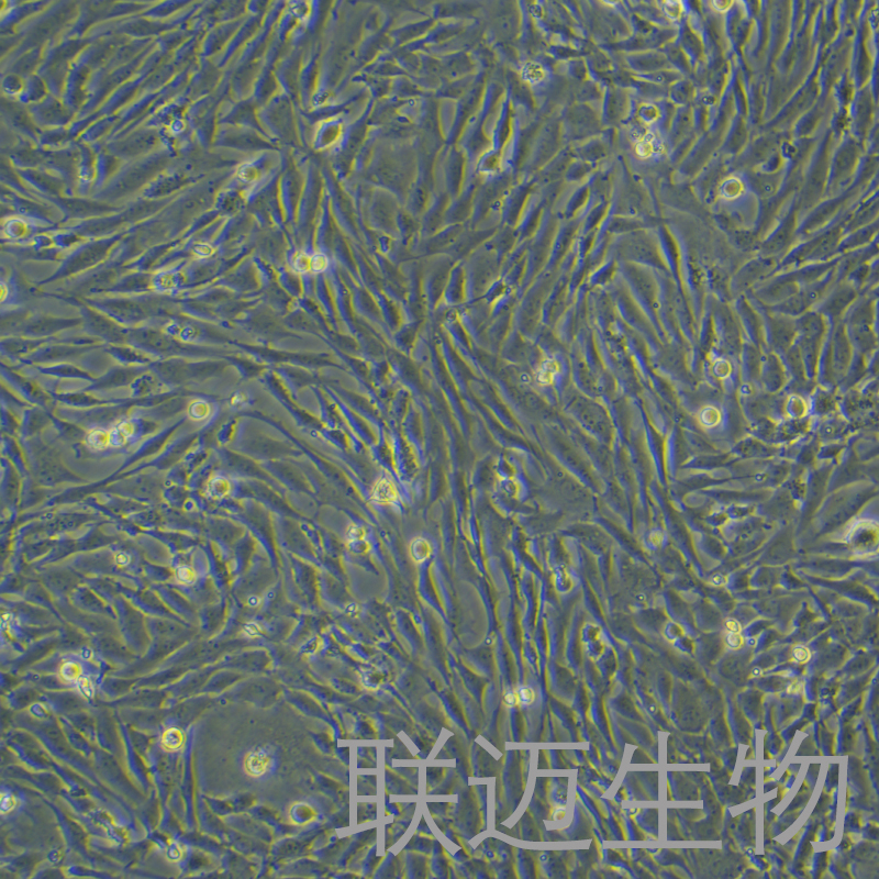 UMNSAH/DF-1细胞（鸡胚成纤维细胞）LM8C0279,UMNSAH/DF-1