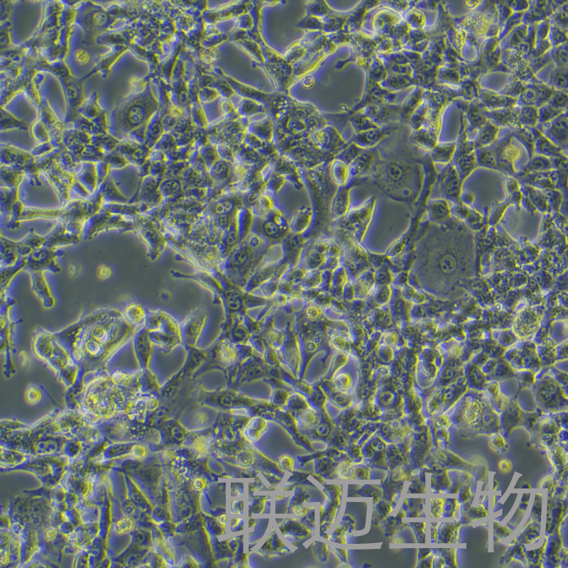 MSTO-211H细胞（肺癌细胞株STR鉴定正确）LM8C0163,MSTO-211H